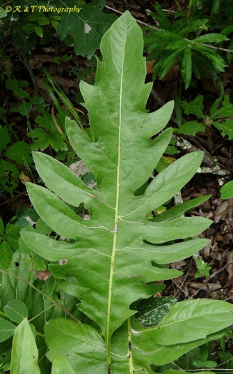 {Silphium pinnatifidum}